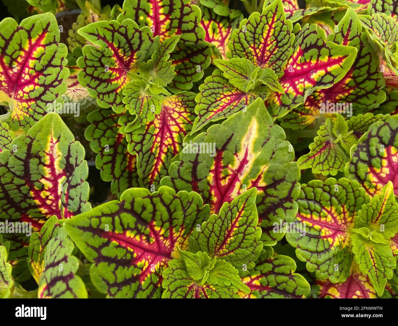 Draufsicht auf rot-grün-gelbe Blätter der bemalten Brennnessel Pflanze (Solenostemon scutellaroides) im Gartencenter Stockfoto