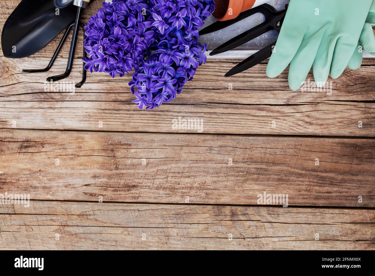 Gartenbauhobby-Konzept. Hyazintblüte, kleine Gartengabel oder Rechen und Schaufel, Handschuhe, Keramiktopf auf Holzhintergrund Stockfoto