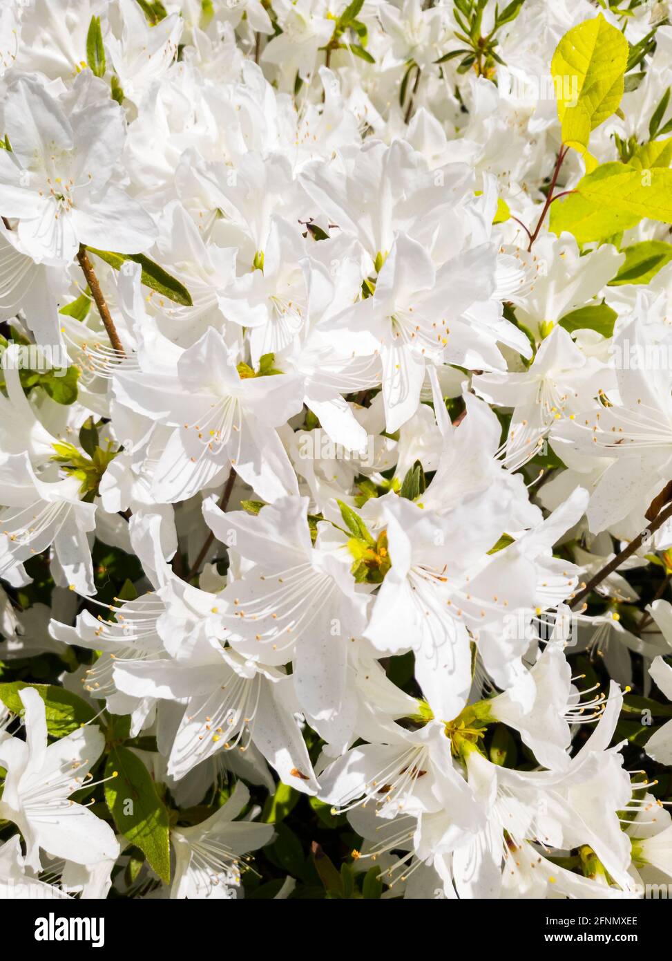 Weißer Rhododendron oder weiße Azaleen blühen im Frühling. Stockfoto