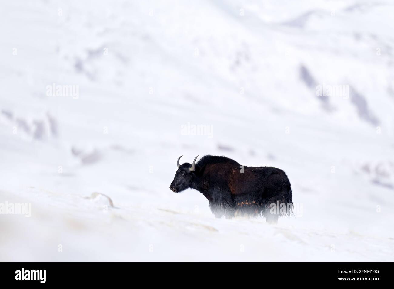 Wilder Yak, Bos mutus, große Wildschweine, die im Himalaya beheimatet sind, Winter-Bergaufstellung, Tso-Kar-See, Ladakh, Indien. YAL vom tibetischen Plateau, im Schnee Stockfoto