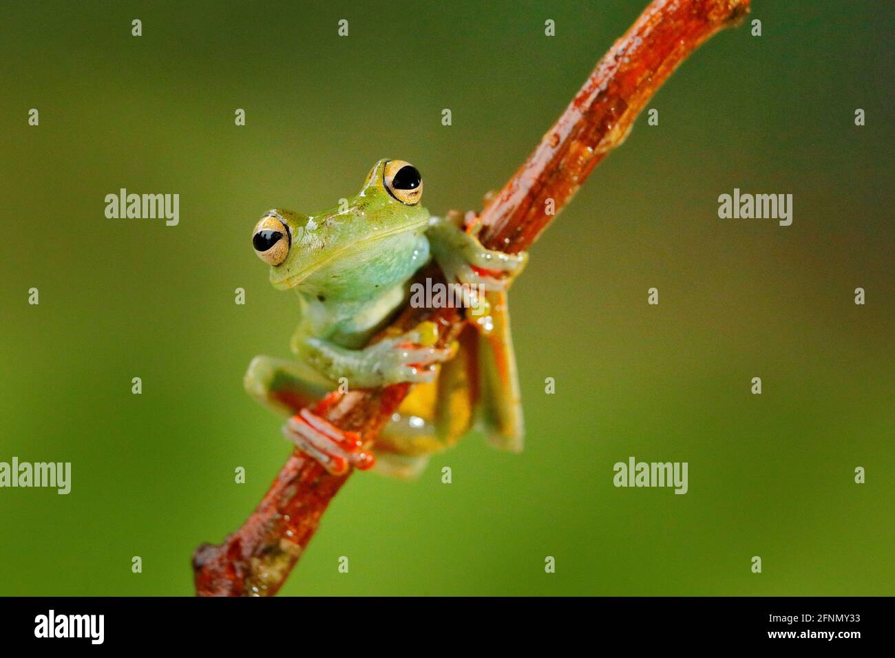 Tropische Natur im Wald. Olivenbaumfrosch, Scinax elaeochroa, sitzend auf großem grünen Blatt. Frosch mit großem Auge. Nachtverhalten in Costa Rica. Stockfoto