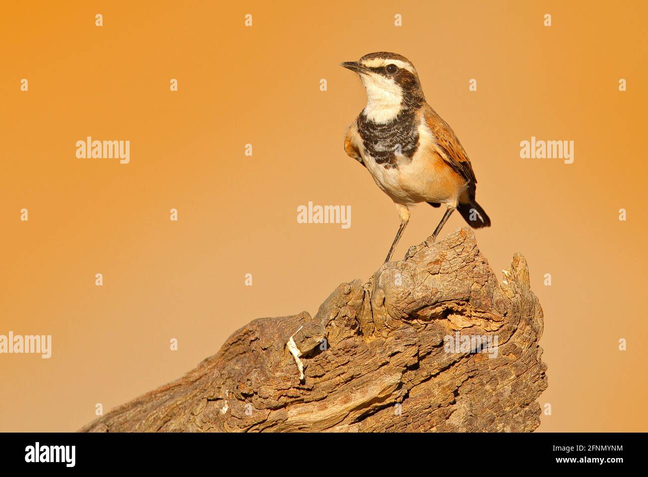 Kappes Weizenohr, Oenanthe pileata, kleiner Insektenfresser Singvögel, Abendlicht in der Natur. Wheatear sitzt auf dem Baumstamm. Wildtierszene Stockfoto