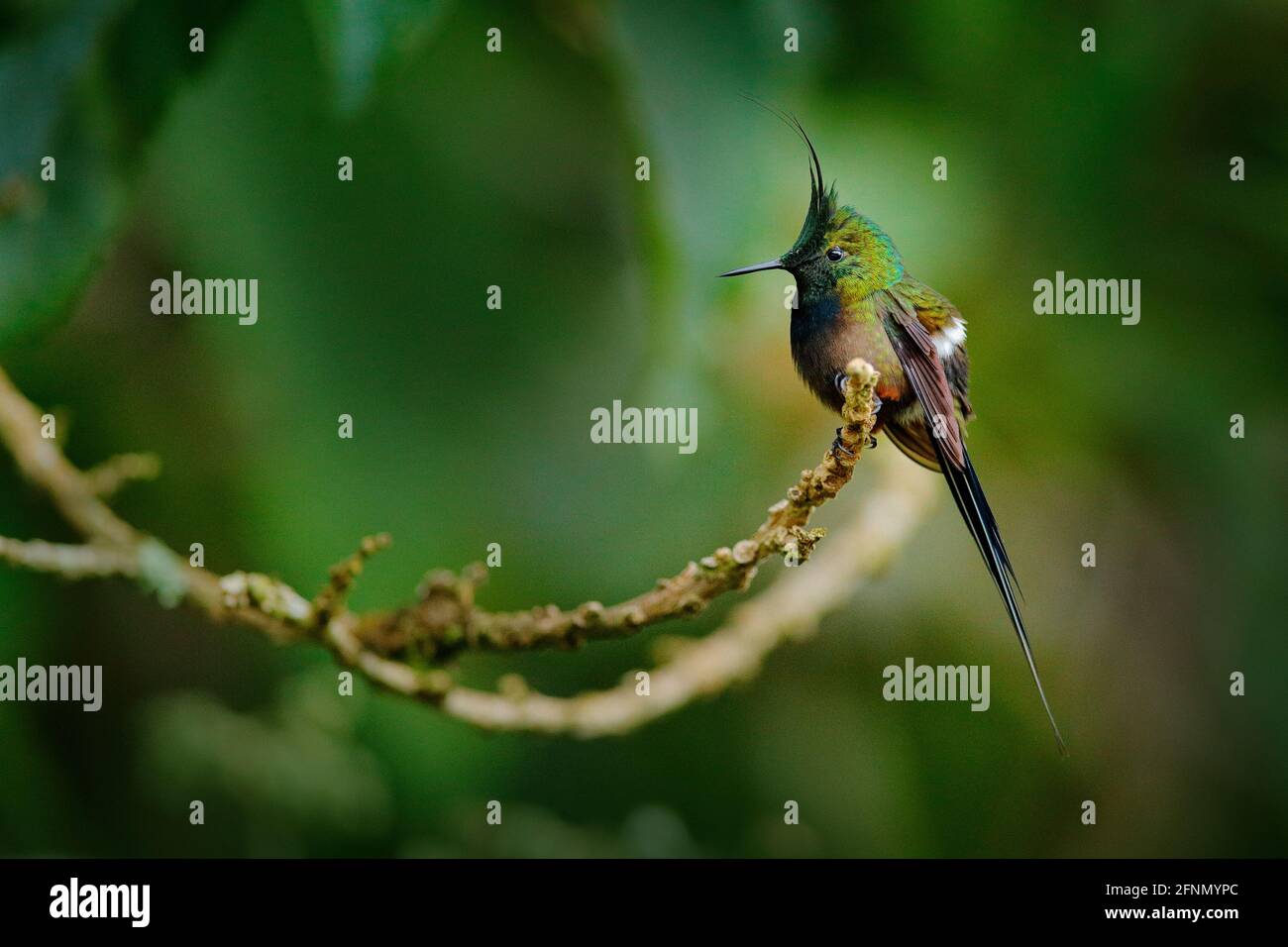 Vogelbeobachtung in Südamerika. Drahtrand-Kammschwanz, Discosura popelairii, Kolibri aus Kolumbien, Ecuador und Peru. Schöner Vogel mit Wappen, s Stockfoto