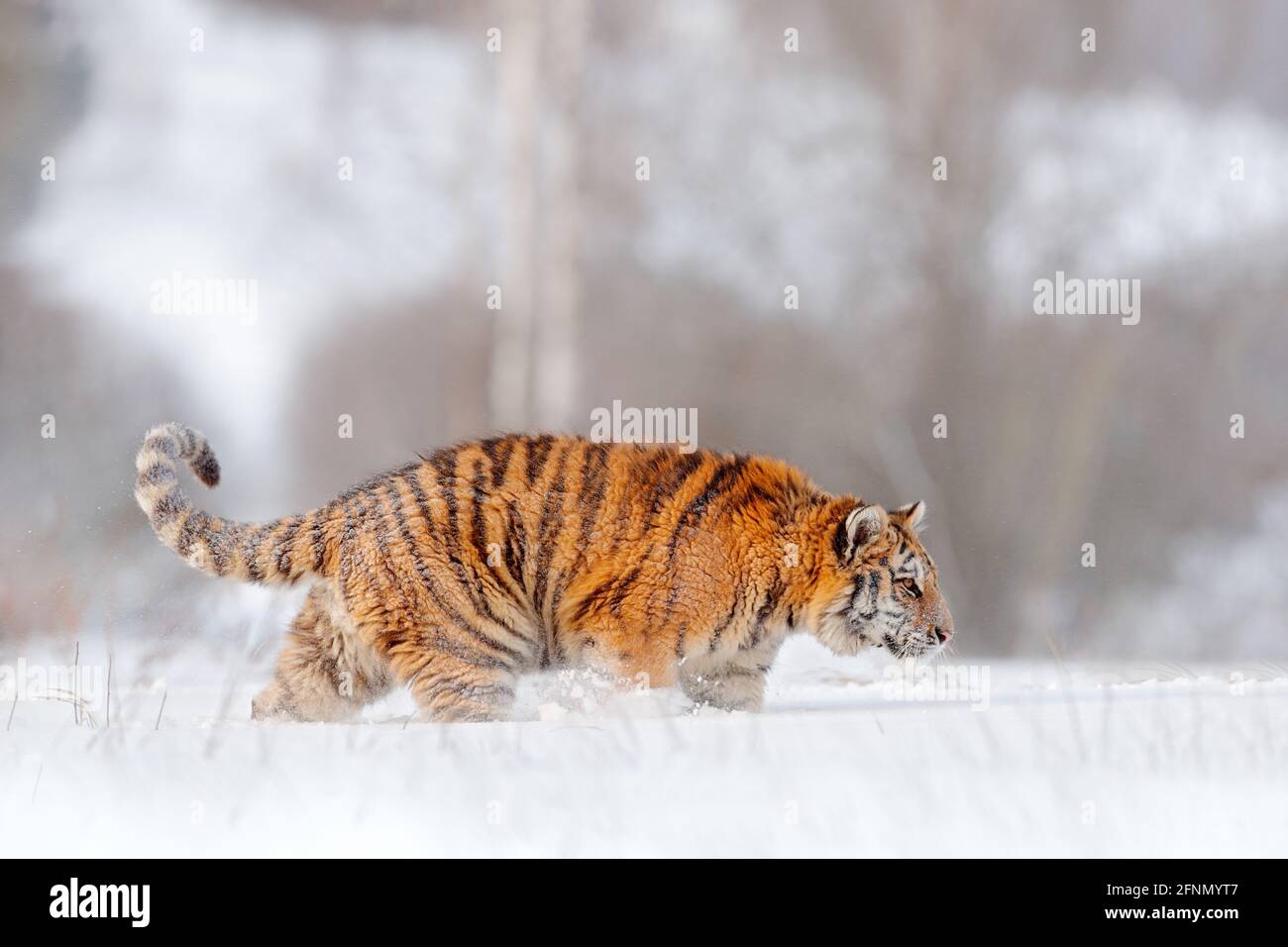 Sibirischer Tiger, Panthera tigris altaica. Action Wildlife-Szene mit gefährlichen Tieren. Kalter Winter in der Taiga, Russland. Schneeflocken mit Wildkatze. Tiger in Stockfoto