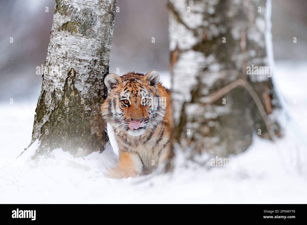 Sibirischer Tiger, Panthera tigris altaica. Action Wildlife-Szene mit gefährlichen Tieren. Kalter Winter in der Taiga, Russland. Schneeflocken mit Wildkatze. Tiger in Stockfoto