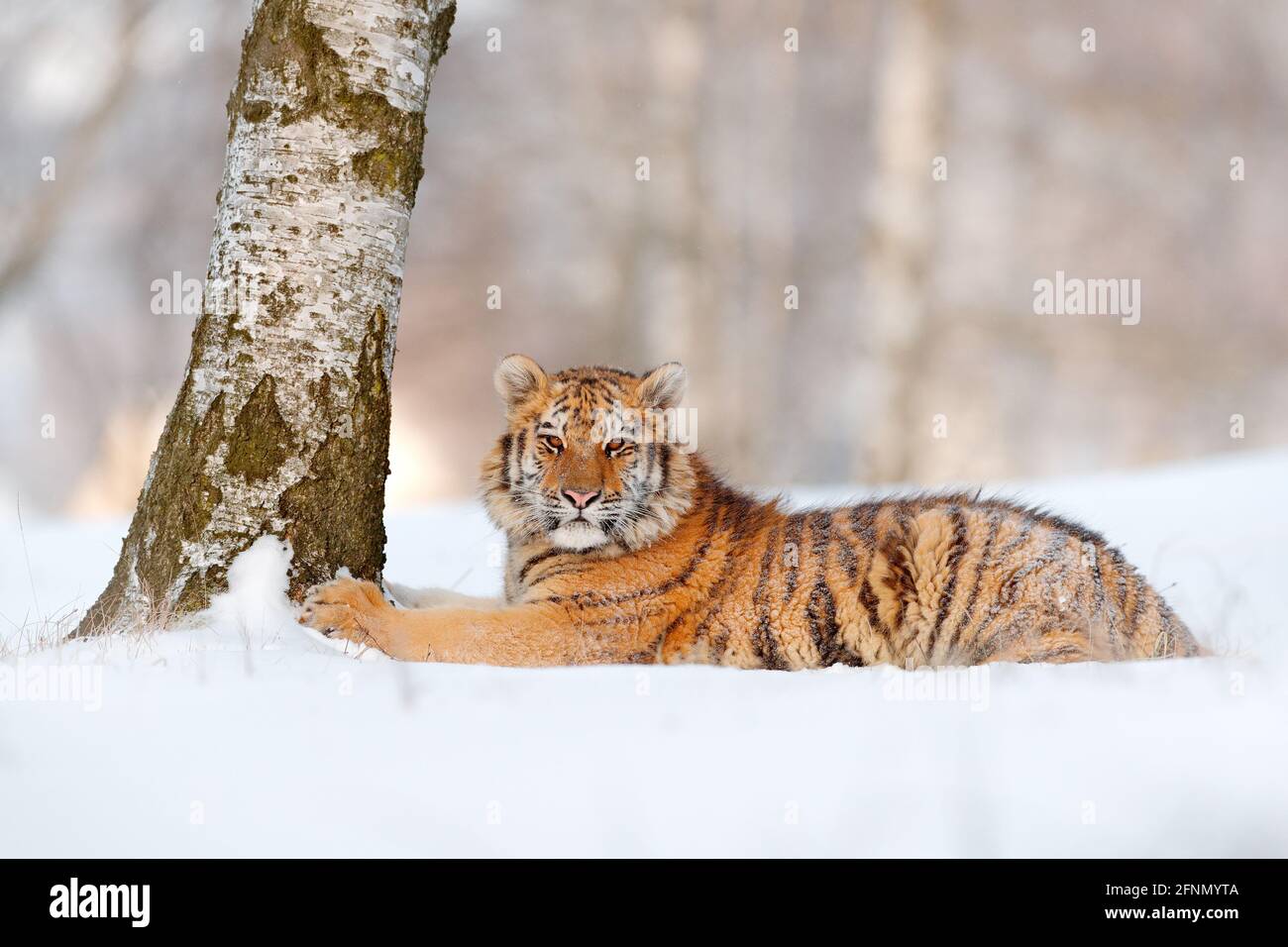 Sibirischer Tiger, Panthera tigris altaica. Action Wildlife-Szene mit gefährlichen Tieren. Kalter Winter in der Taiga, Russland. Schneeflocken mit Wildkatze. Tiger in Stockfoto