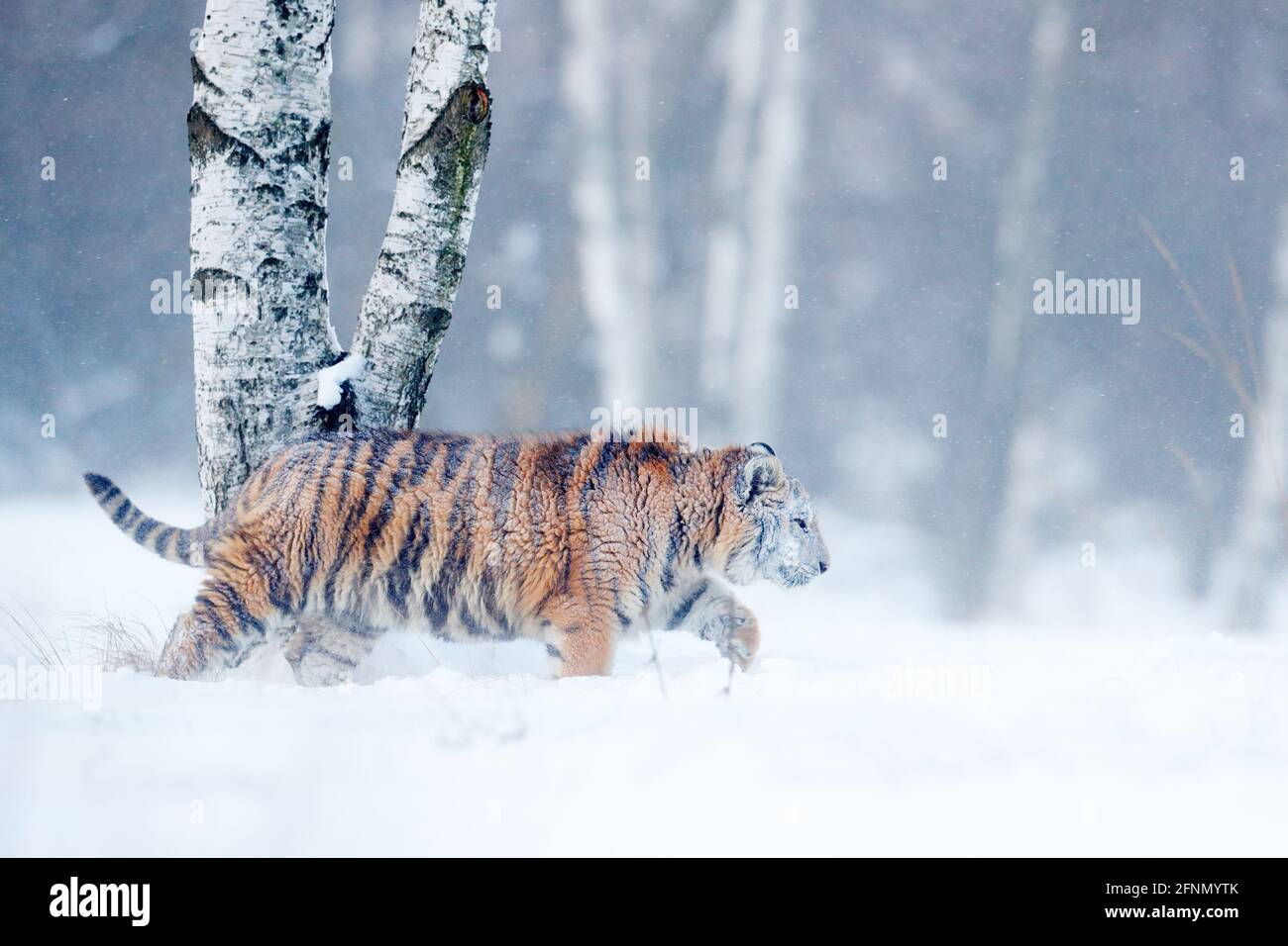 Tiger in wilder Winternatur, Laufen im Schnee. Sibirischer Tiger, Panthera tigris altaica. Action Wildlife-Szene mit gefährlichen Tieren. Kalter Winter in Stockfoto