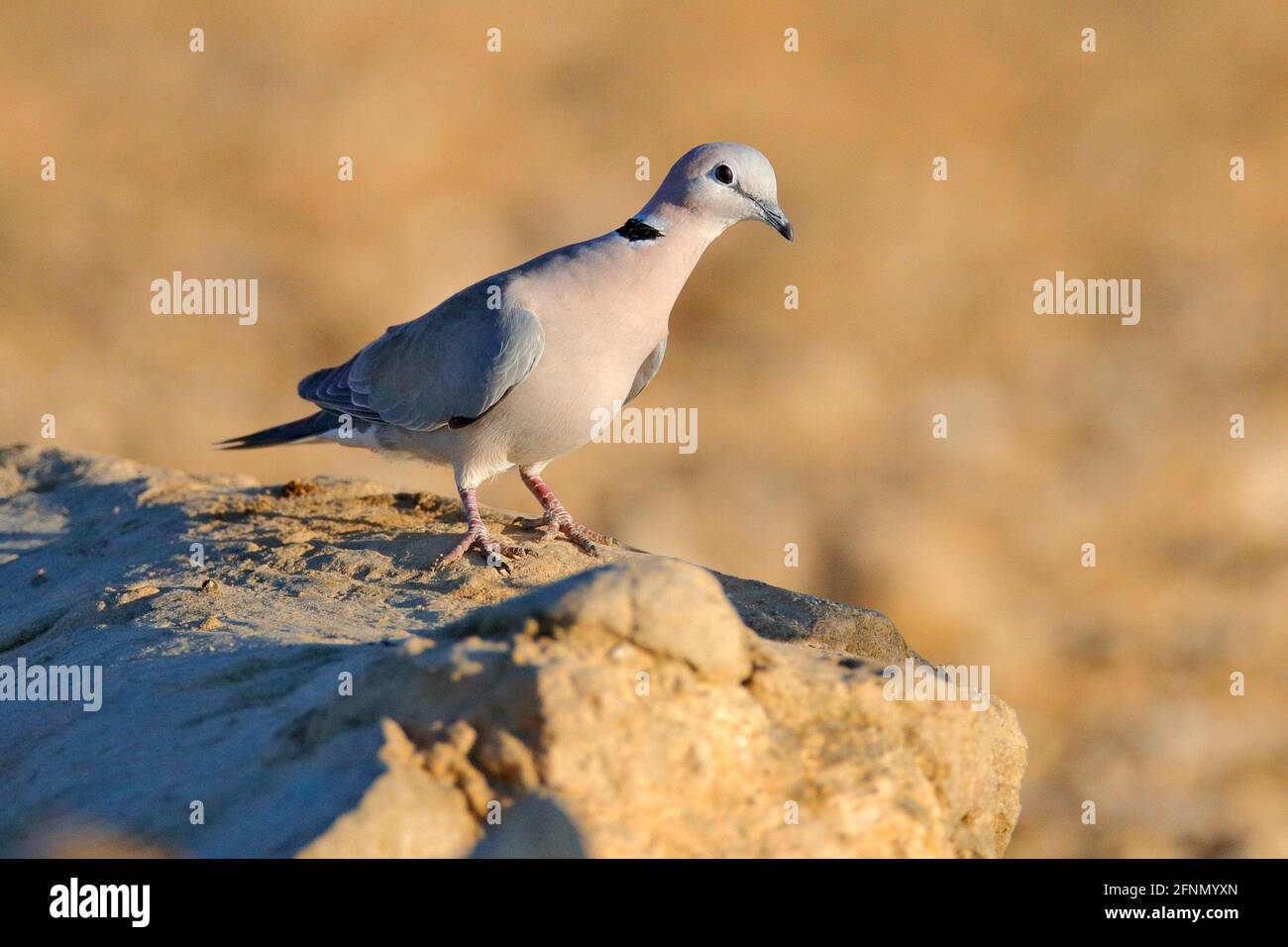 Ringhalstaube, Streptopelia capicola, auch bekannt als Kapschildkrötentaube, Kgalagadi, Südafrika. Vogel aus der afrikanischen Sandwüste, Botswana. Stockfoto
