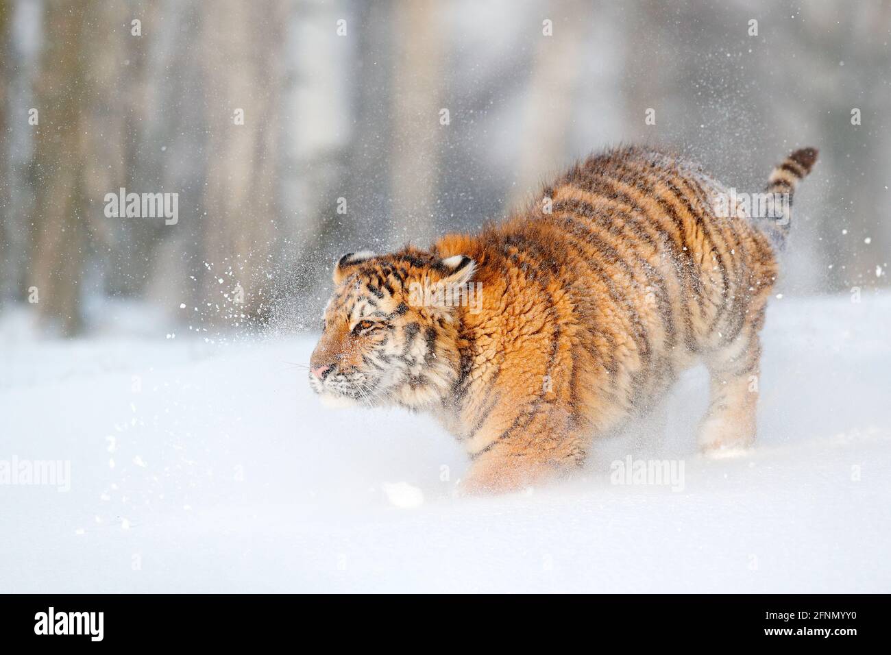 Tiger in wilder Winternatur, Laufen im Schnee. Sibirischer Tiger, Panthera tigris altaica. Action Wildlife-Szene mit gefährlichen Tieren. Kalter Winter in Stockfoto