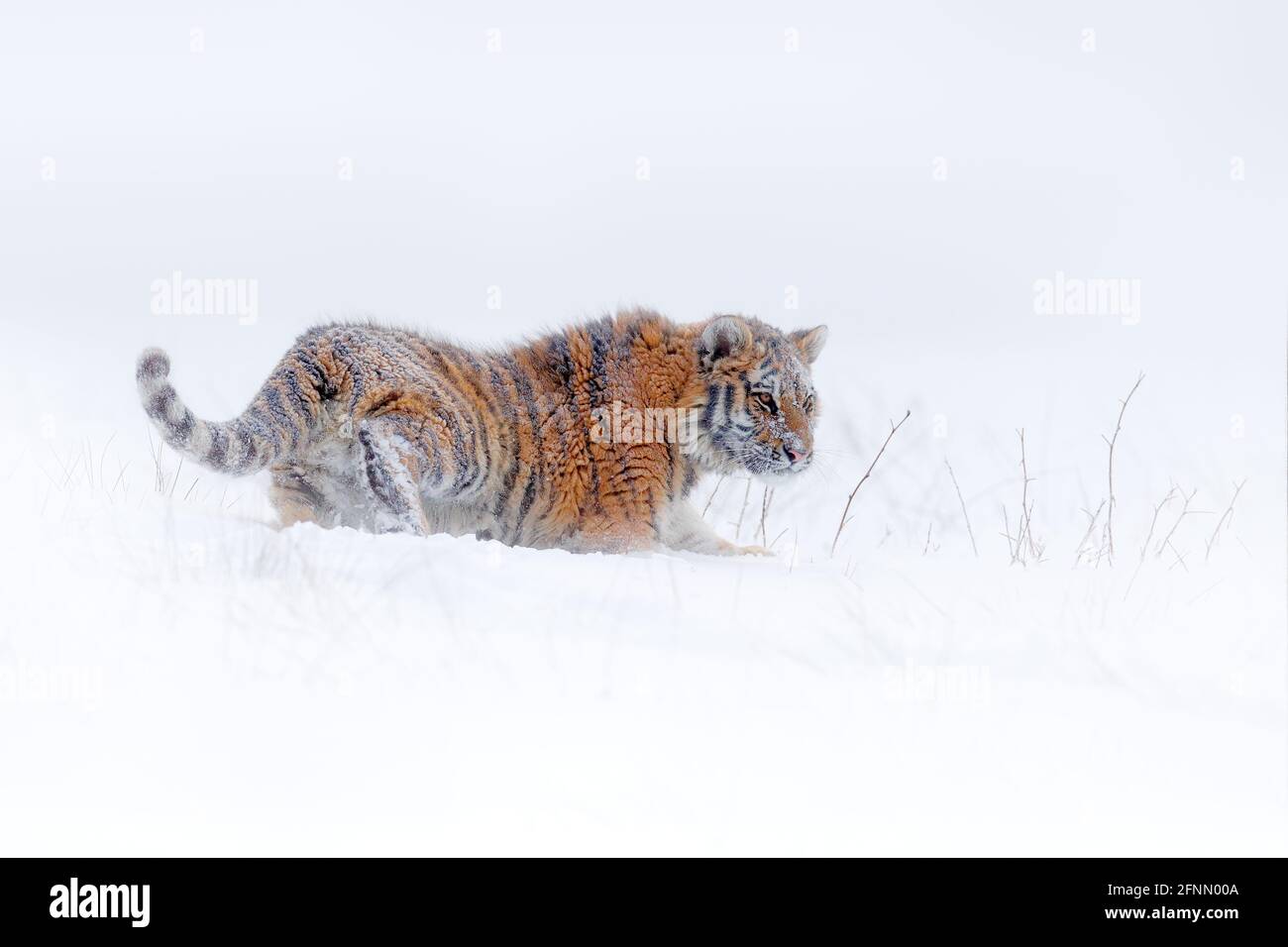 Tiger Schnee laufen in wilden Winter Natur. Sibirischer Tiger, Panthera tigris altaica. Action Wildlife-Szene mit gefährlichen Tieren. Kalter Winter in Taiga, Russ Stockfoto
