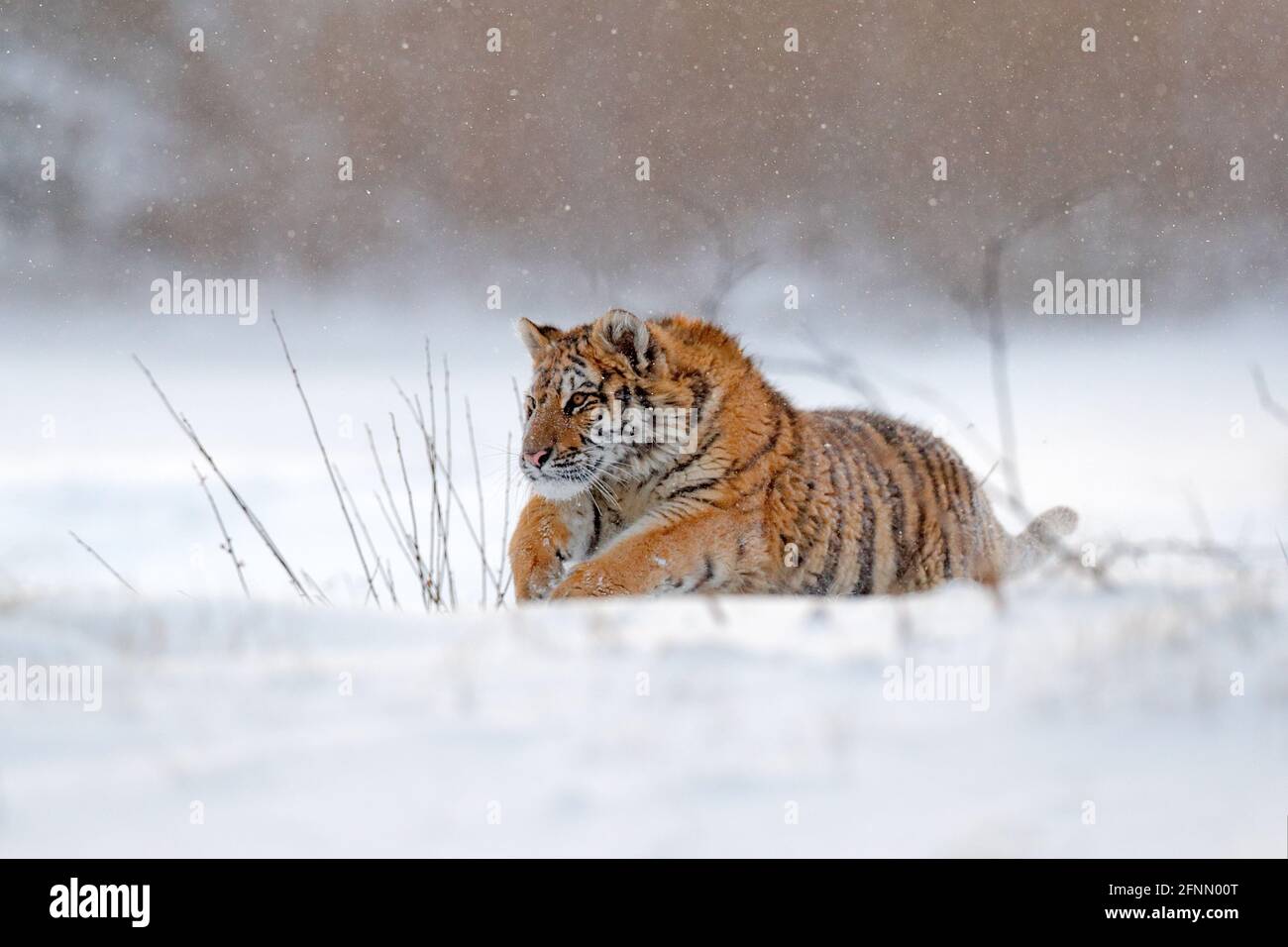 Tiger in wilder Winternatur, Laufen im Schnee. Sibirischer Tiger, Panthera tigris altaica. Action Wildlife-Szene mit gefährlichen Tieren. Kalter Winter in Stockfoto