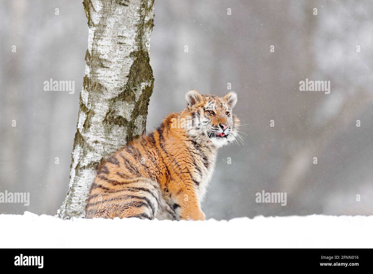 Tiger in wilder Winternatur, Laufen im Schnee. Sibirischer Tiger, Panthera tigris altaica. Action Wildlife-Szene mit gefährlichen Tieren. Kalter Winter in Stockfoto