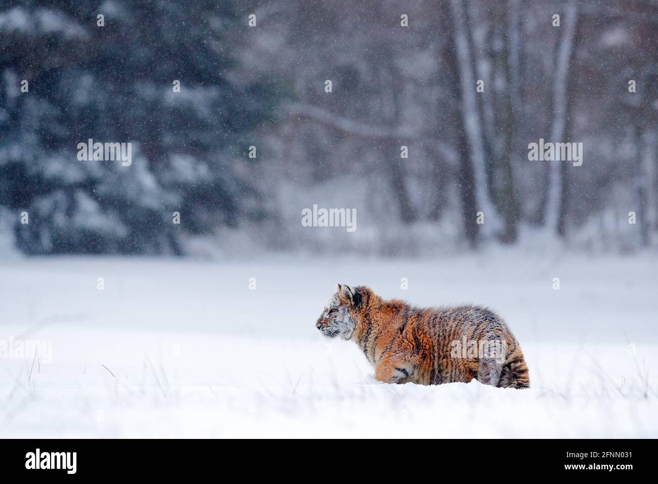 Tiger Schnee laufen in wilden Winter Natur. Sibirischer Tiger, Panthera tigris altaica. Action Wildlife-Szene mit gefährlichen Tieren. Kalter Winter in Taiga, Russ Stockfoto