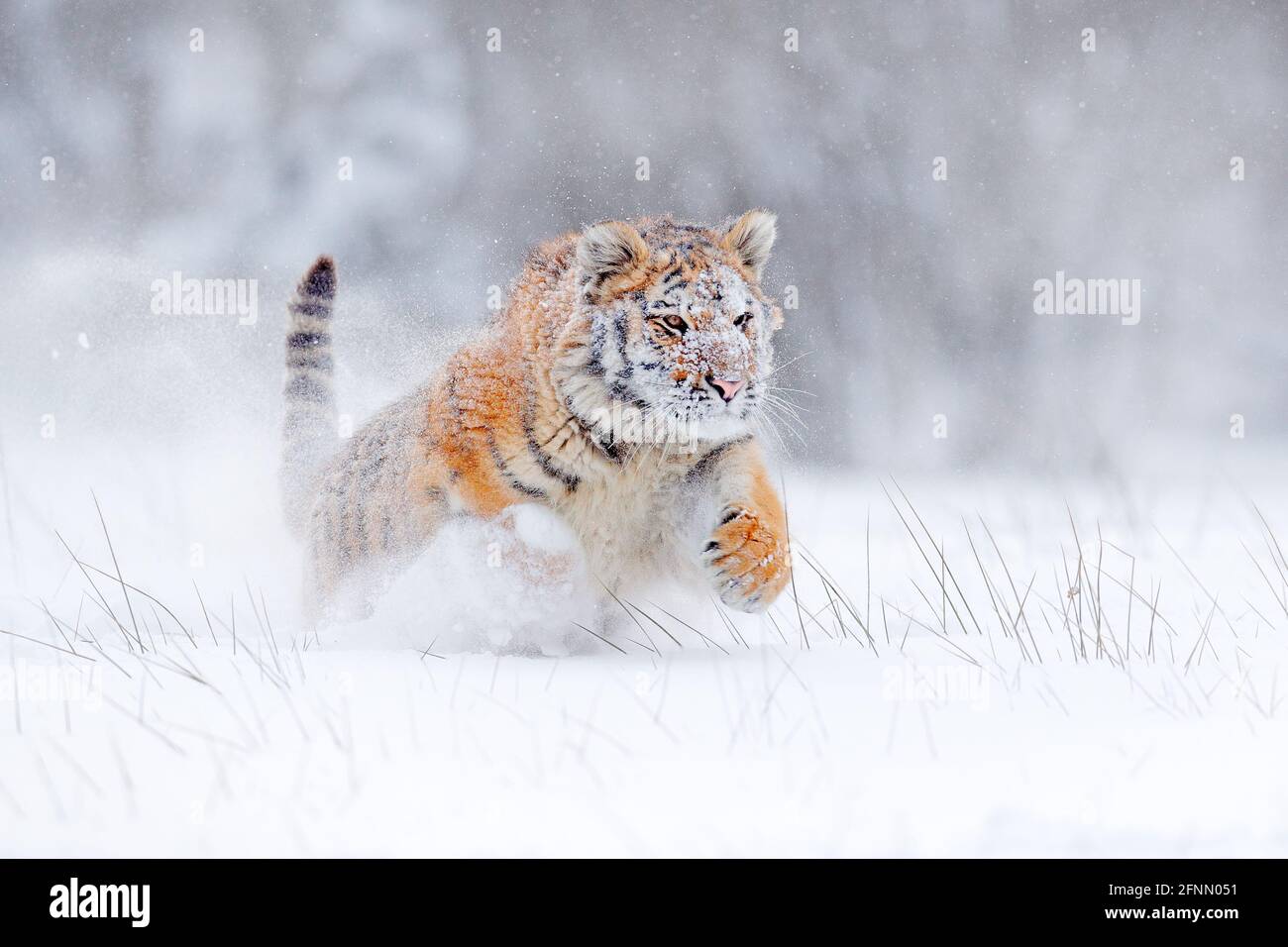 Tiger Schnee laufen in wilden Winter Natur. Sibirischer Tiger, Panthera tigris altaica. Action Wildlife-Szene mit gefährlichen Tieren. Kalter Winter in Taiga, Russ Stockfoto