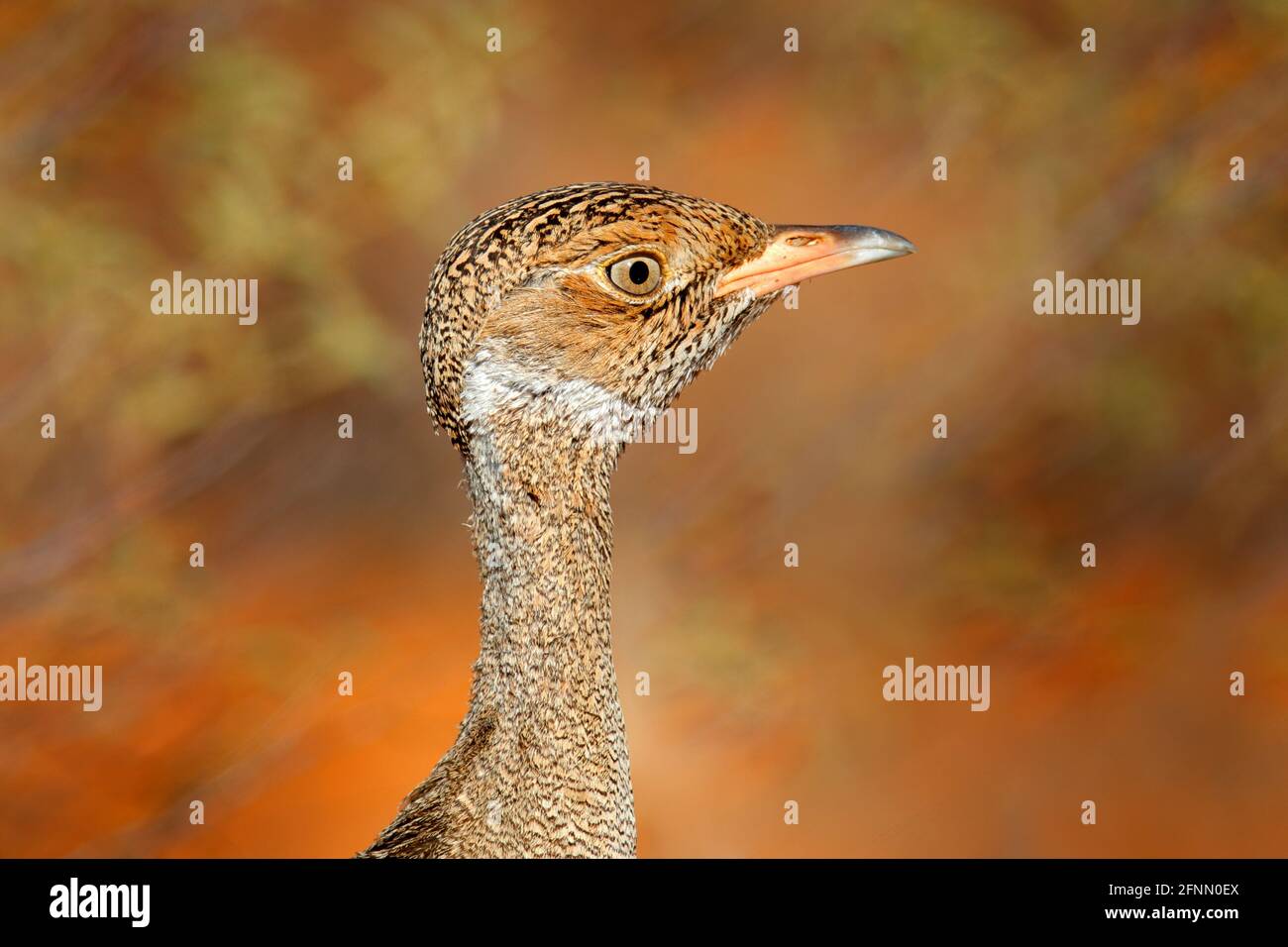 Südliche schwarze Korhaan-Trappe, Afrotis afra, Vogel im Gras, Morgenlicht, okavango-Delta, Moremi, Botswana. Wildlife-Szene aus afrikanischer Natur. Stockfoto
