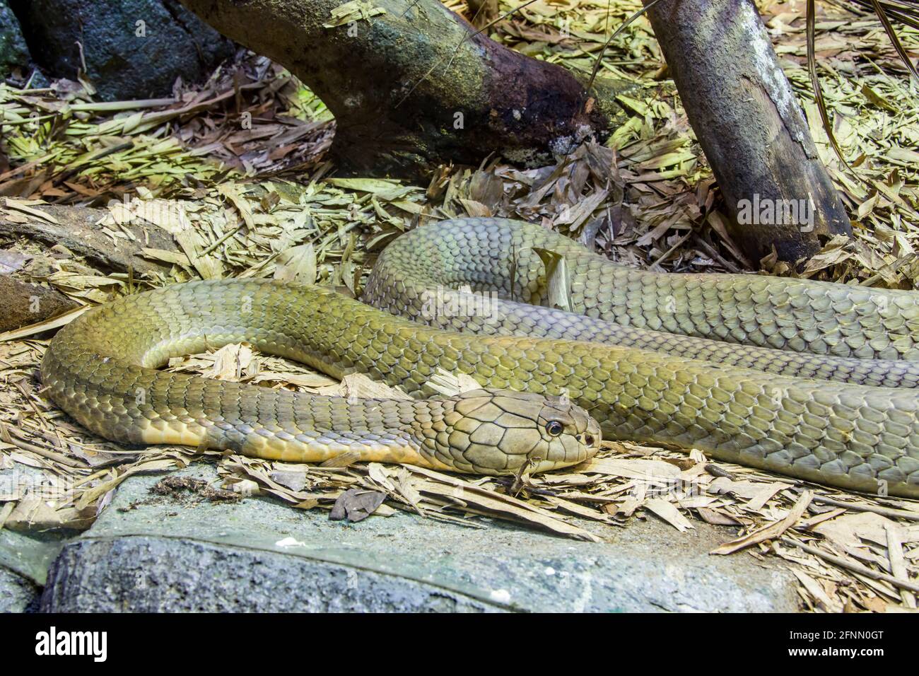 Die Königskobra (Ophiophagus hannah) ist ein großer elapid endemisch in Wäldern von Indien bis Südostasien. Es ist die längste giftige Schlange der Welt. Stockfoto