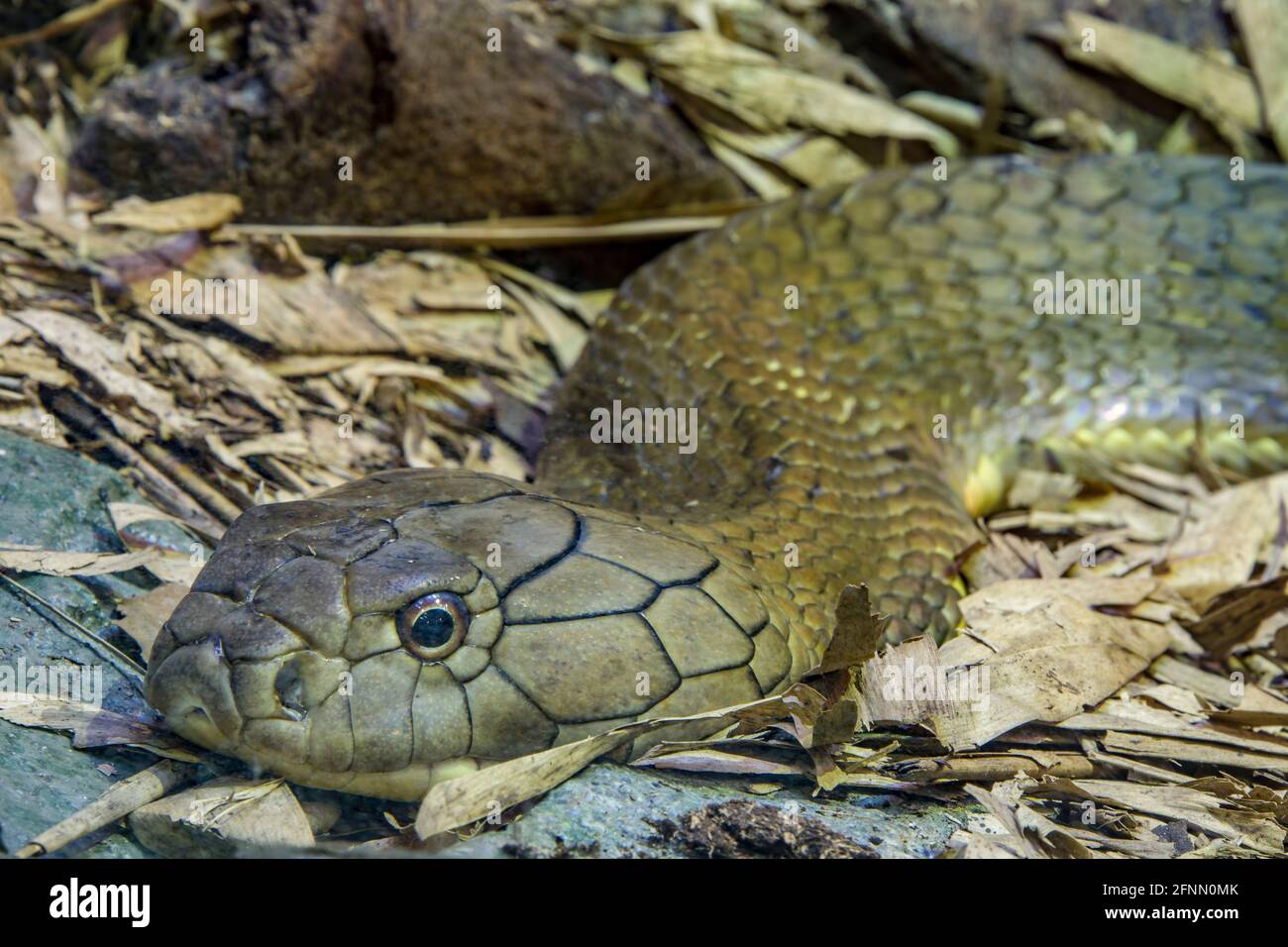 Die Königskobra (Ophiophagus hannah) ist ein großer elapid endemisch in Wäldern von Indien bis Südostasien. Es ist die längste giftige Schlange der Welt. Stockfoto