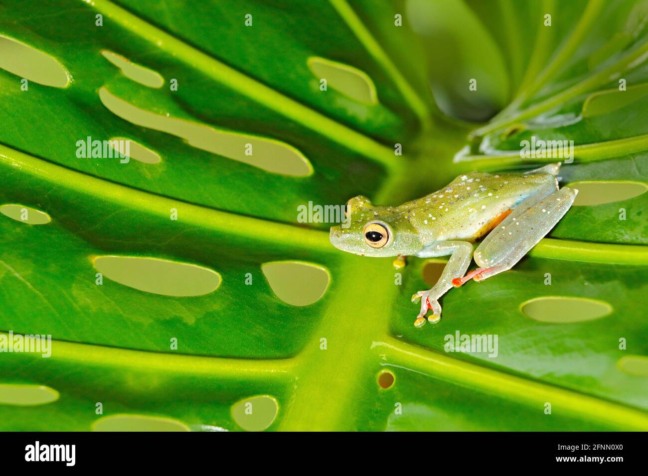 Tropische Natur im Wald. Olivenbaumfrosch, Scinax elaeochroa, sitzend auf großem grünen Blatt. Frosch mit großem Auge. Nachtverhalten in Costa Rica. Stockfoto