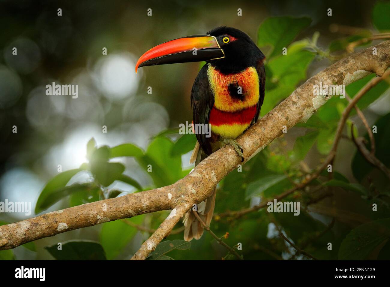 Feurig-schnabelige Aracari, Pteroglossus frantzii, Vogel mit großem Schnabel. Toucan sitzt auf dem Ast im Wald, Costa Rica. Vogelbeobachtung Reisen in Centra Stockfoto
