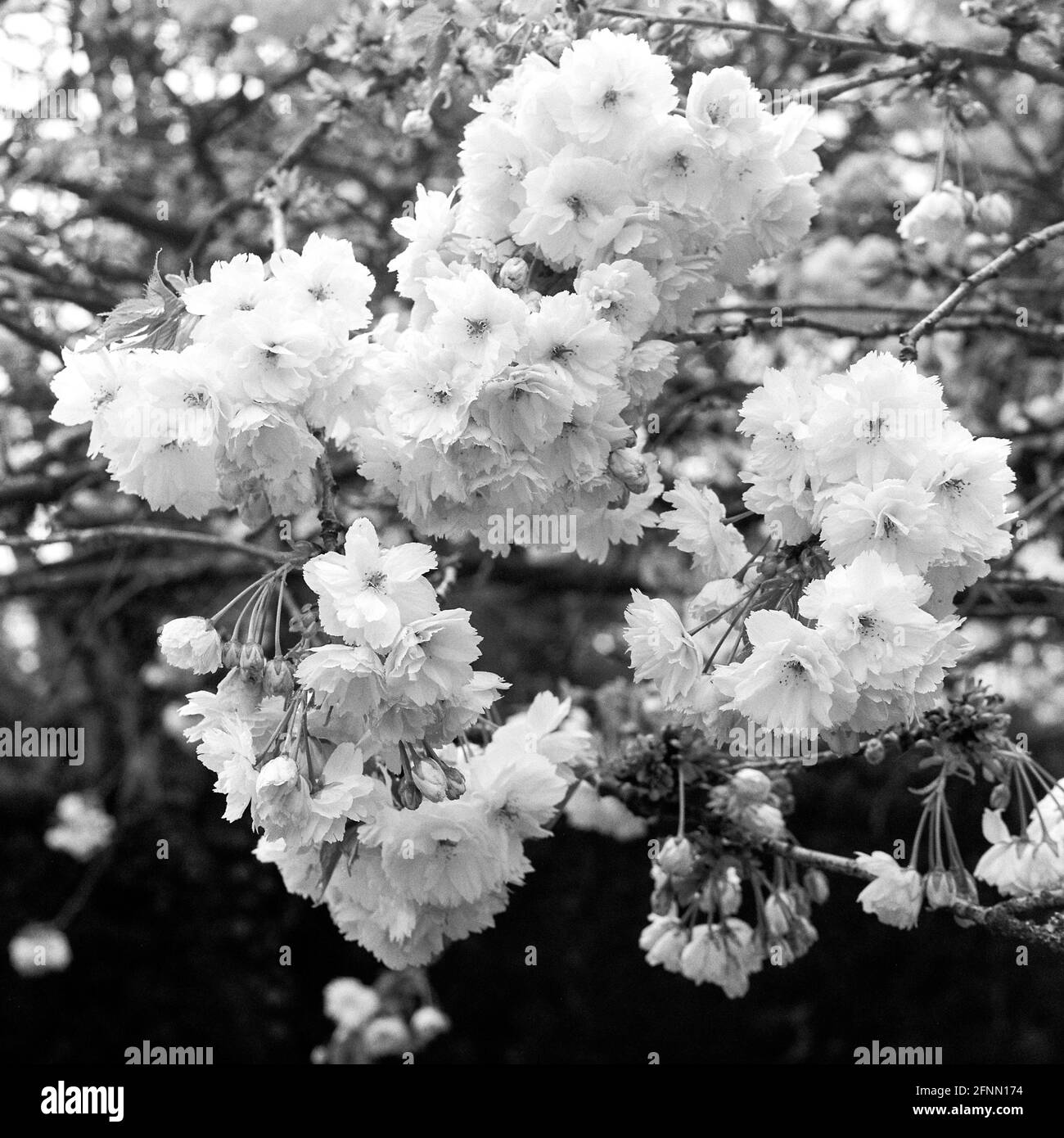 Kirschblütenbaum, Medstead, Hampshire, England, Vereinigtes Königreich. Stockfoto