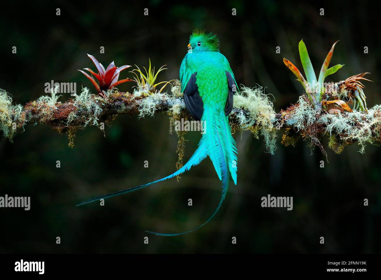 Quetzal, Pharomachrus mocinno, aus der Natur Costa Rica mit grünem Wald. Prachtvoller heiliges, grünes und rotes Vogel. Strahlender Quetzal im Dschungel Stockfoto