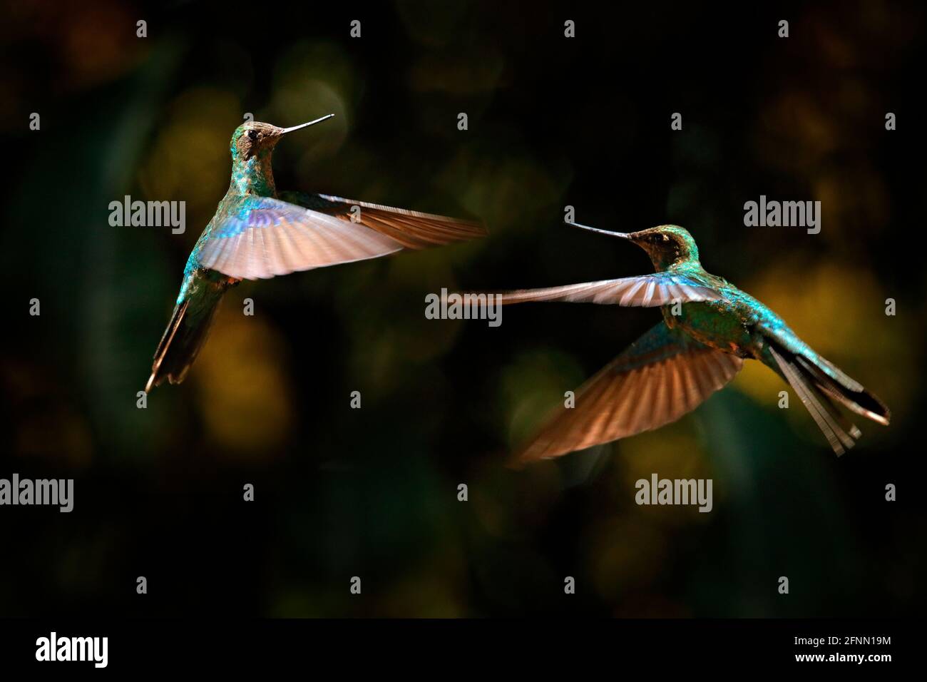 Kolibri-Kampf. Großer Saphirschwein, Pterophanes cyanopterus, zwei große blaue Kolibri mit roter Blüte, Yanacocha, Pichincha in Ecuador. Zwei Vogel su Stockfoto