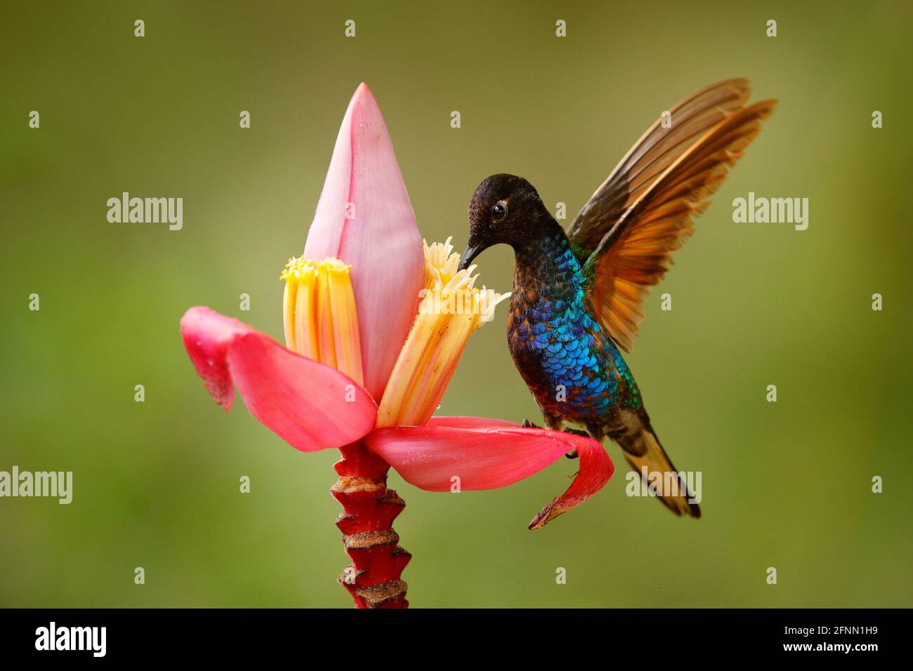Schwarzer blauer Kolibri mit rosa roter Blütenblüte, saugender Nektar mit offenen Flügeln. Samtvioletter Coronet, Boissonneaua jardini, dunkler Vogel auf p Stockfoto