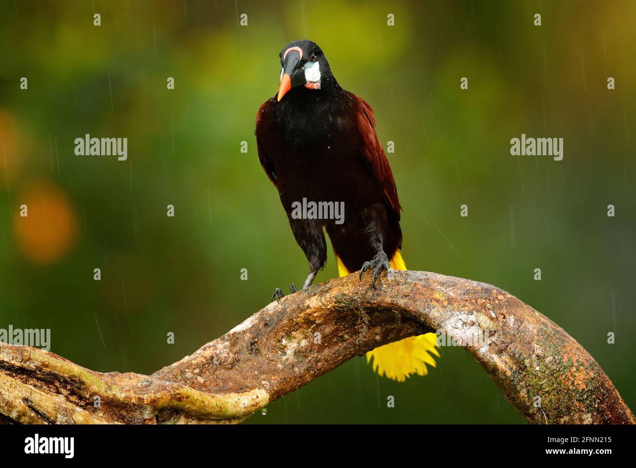 Tropisches Costa Rica. Montezuma Oropendola, Psarocolius montezuma, Porträt eines exotischen Vogels aus Costa Rica, braun mit schwarzem Kopf und orangefarbenem Schnabel, klar Stockfoto