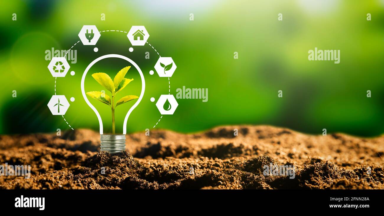 Konzept für nachhaltige Energiequellen mit Glühbirne und Pflanze Stockfoto