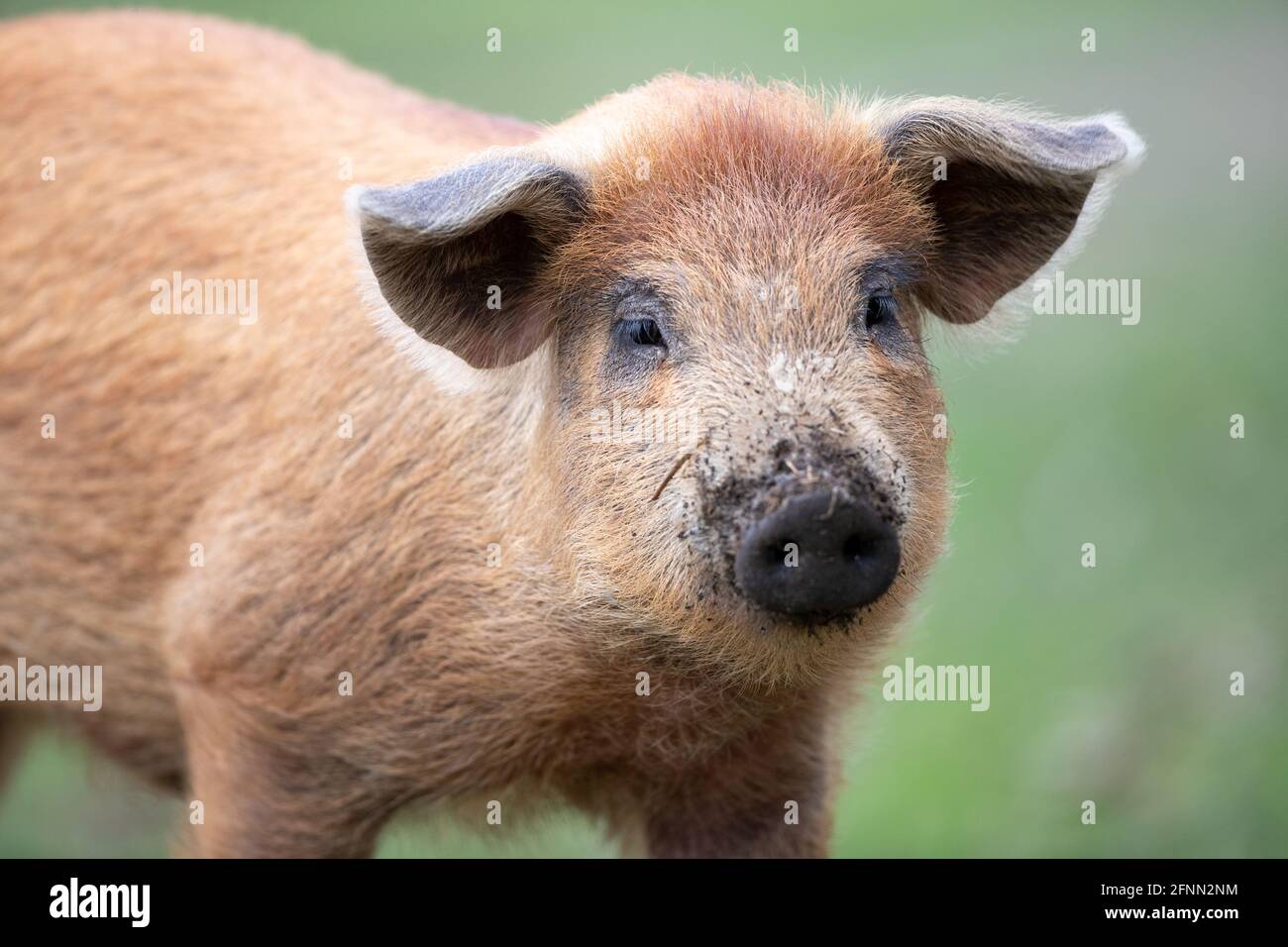 Porträt von niedlichen Ferkel aus der traditionellen Schweinebrasse mangalitsa zu Fuß auf Grasland im Wald im Herbst Zeit. Bio-Fleischproduktion Stockfoto