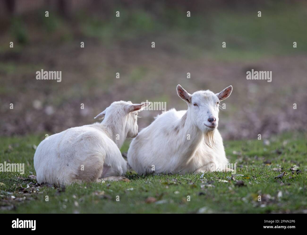Zwei weiße saanen-Ziegen liegen auf Grasland im Wald. Bio traditionelle Zucht Stockfoto