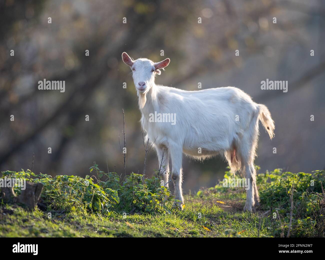 Niedliche weiße saanen-Ziege, traditionelle Rasse, die im Herbst auf Grasland im Wald steht. Bio-Fleischproduktion Stockfoto