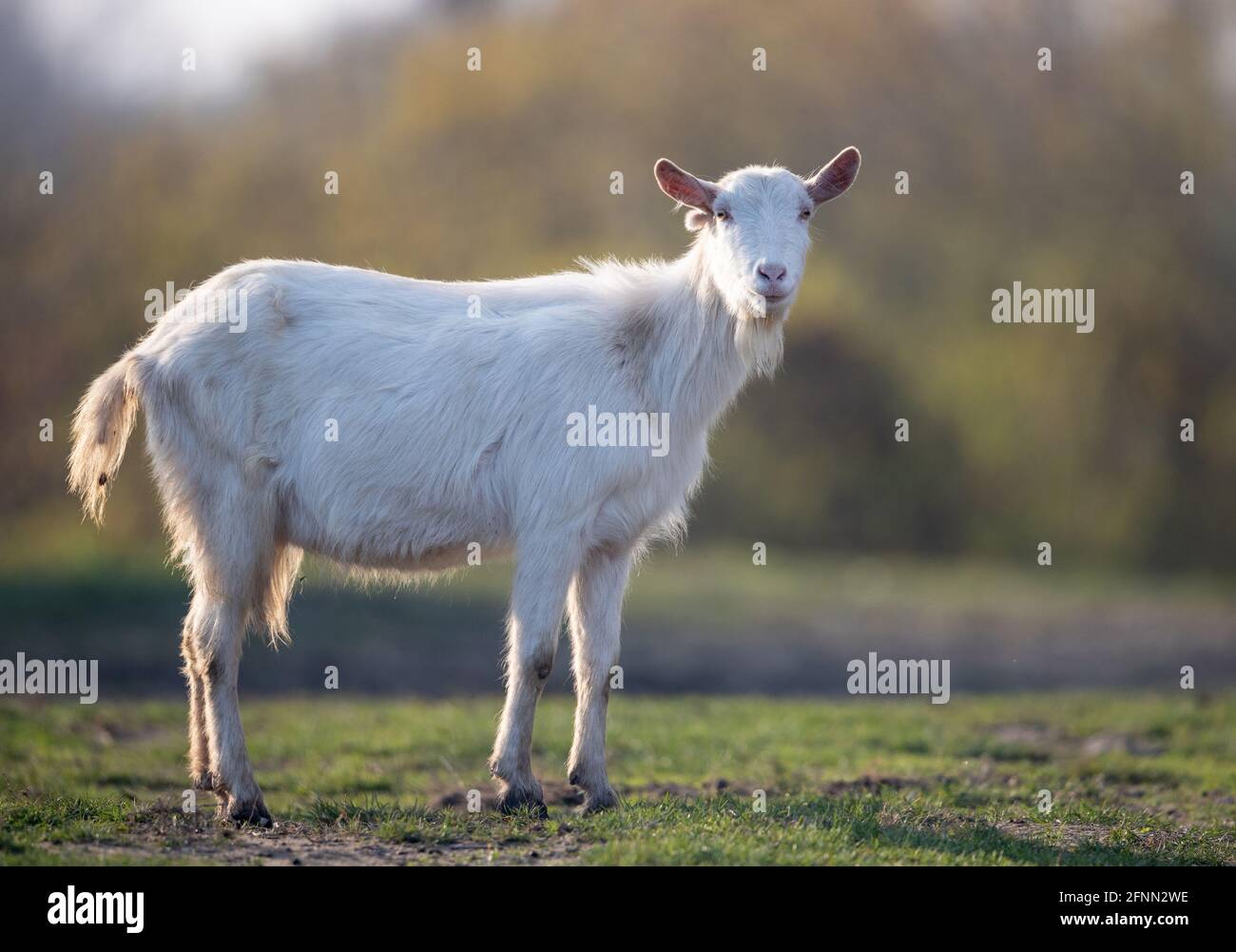 Niedliche weiße saanen-Ziege, traditionelle Rasse, die im Herbst auf Grasland im Wald steht. Bio-Fleischproduktion Stockfoto