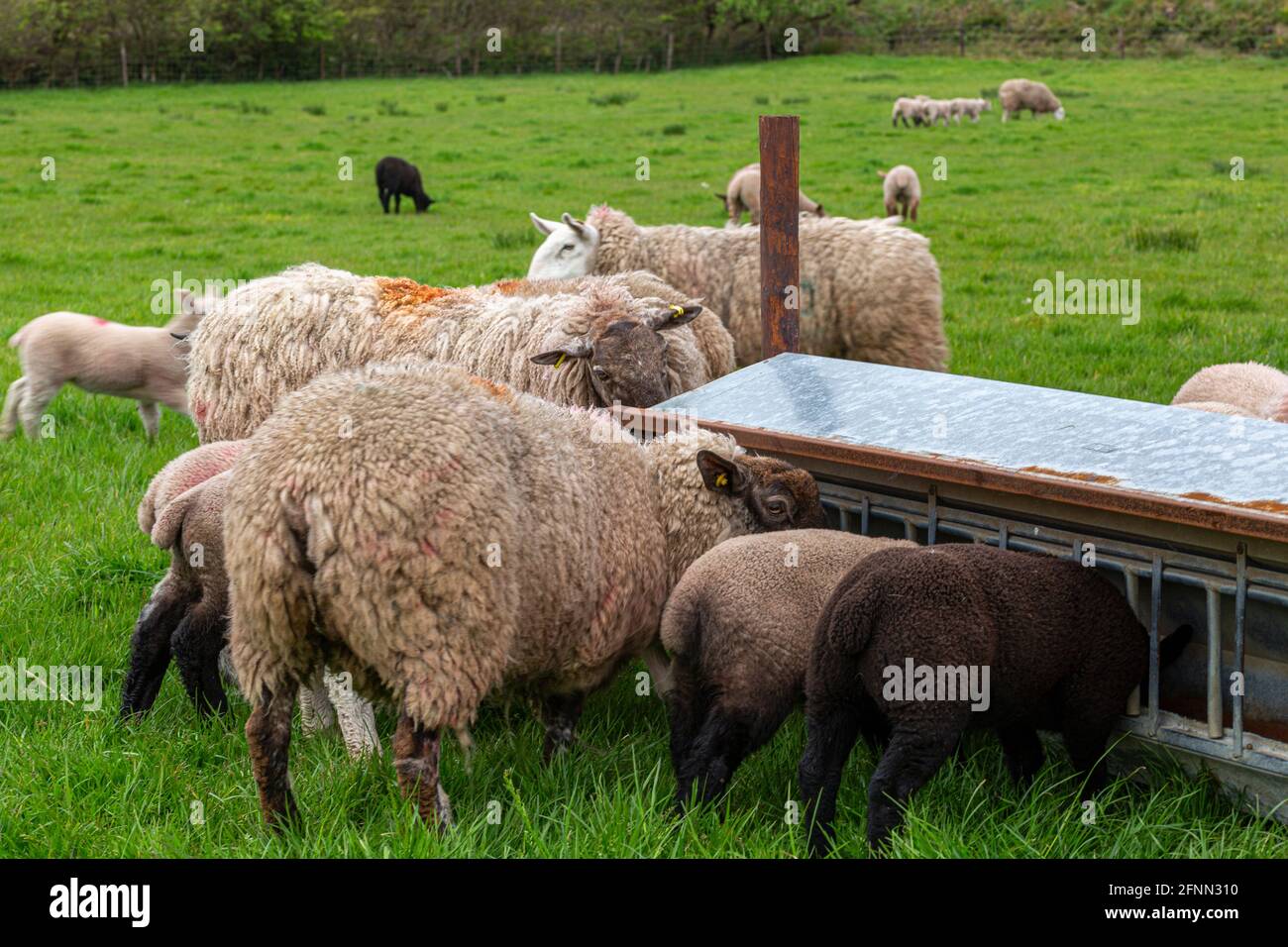Schafe und Lämmer in einem Schaf-Krippenfutterhäuschen in Portmagee, County Kerry, Irland Stockfoto