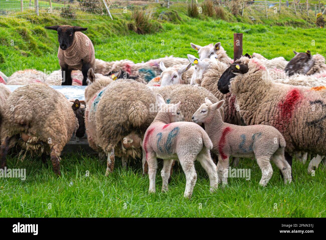 Schafe und Lämmer in einem Schaf-Krippenfutterhäuschen in Portmagee, County Kerry, Irland Stockfoto
