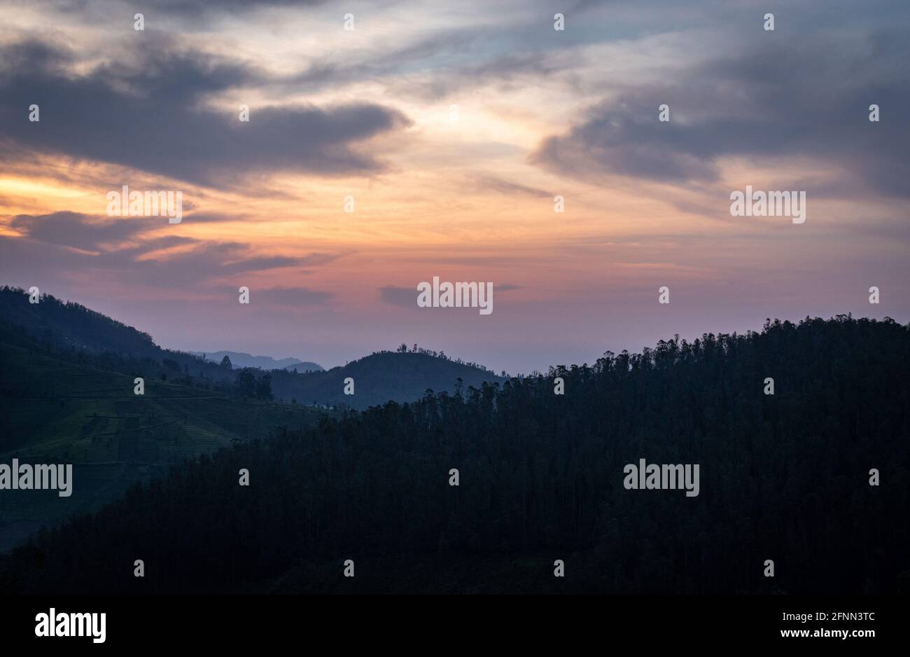 Blick auf die Morgendämmerung in den Bergen mit orangefarbenem Himmel und Teegarten wird am Morgen im Ooty tamilnadu india aufgenommen und zeigt die wunderschöne Natur. Stockfoto