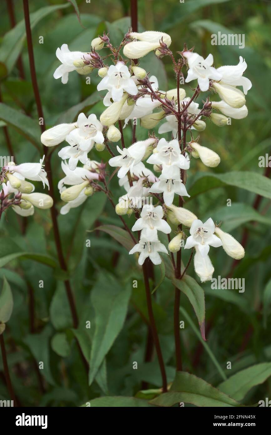 Penstemon Digitalis Stockfotos Und Bilder Kaufen Alamy