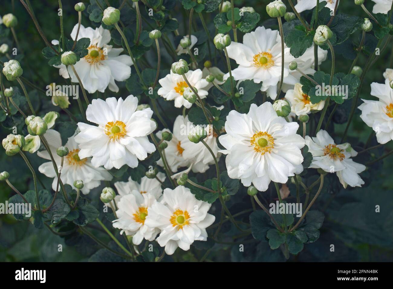 Japanische Anemone (Eriocapitella hapehensis 'Honorine Jobert'). Auch japanische Windblume und japanische Thimbleblume genannt. Stockfoto