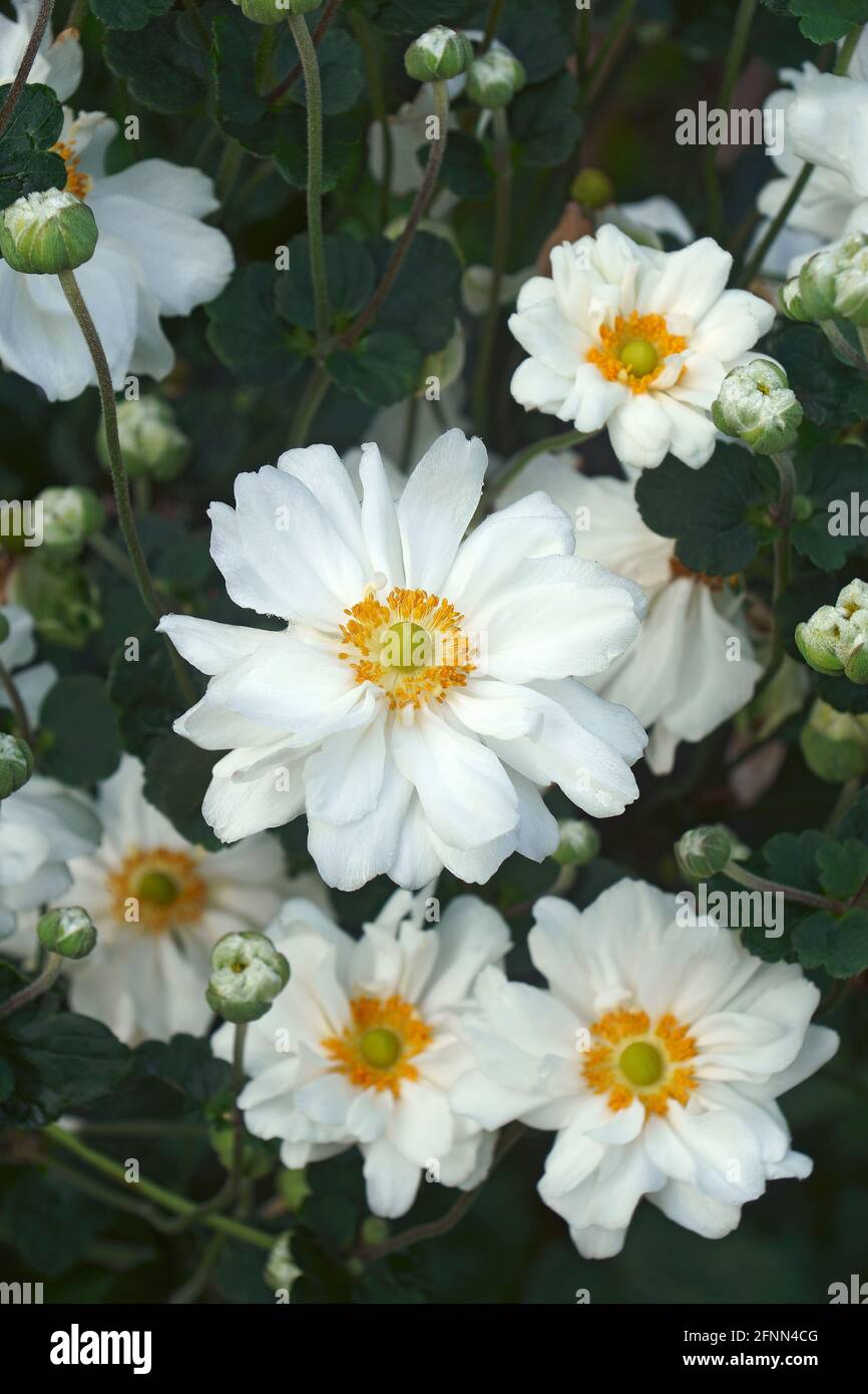 Japanische Anemone (Eriocapitella hapehensis 'Honorine Jobert'). Auch japanische Windblume und japanische Thimbleblume genannt. Stockfoto