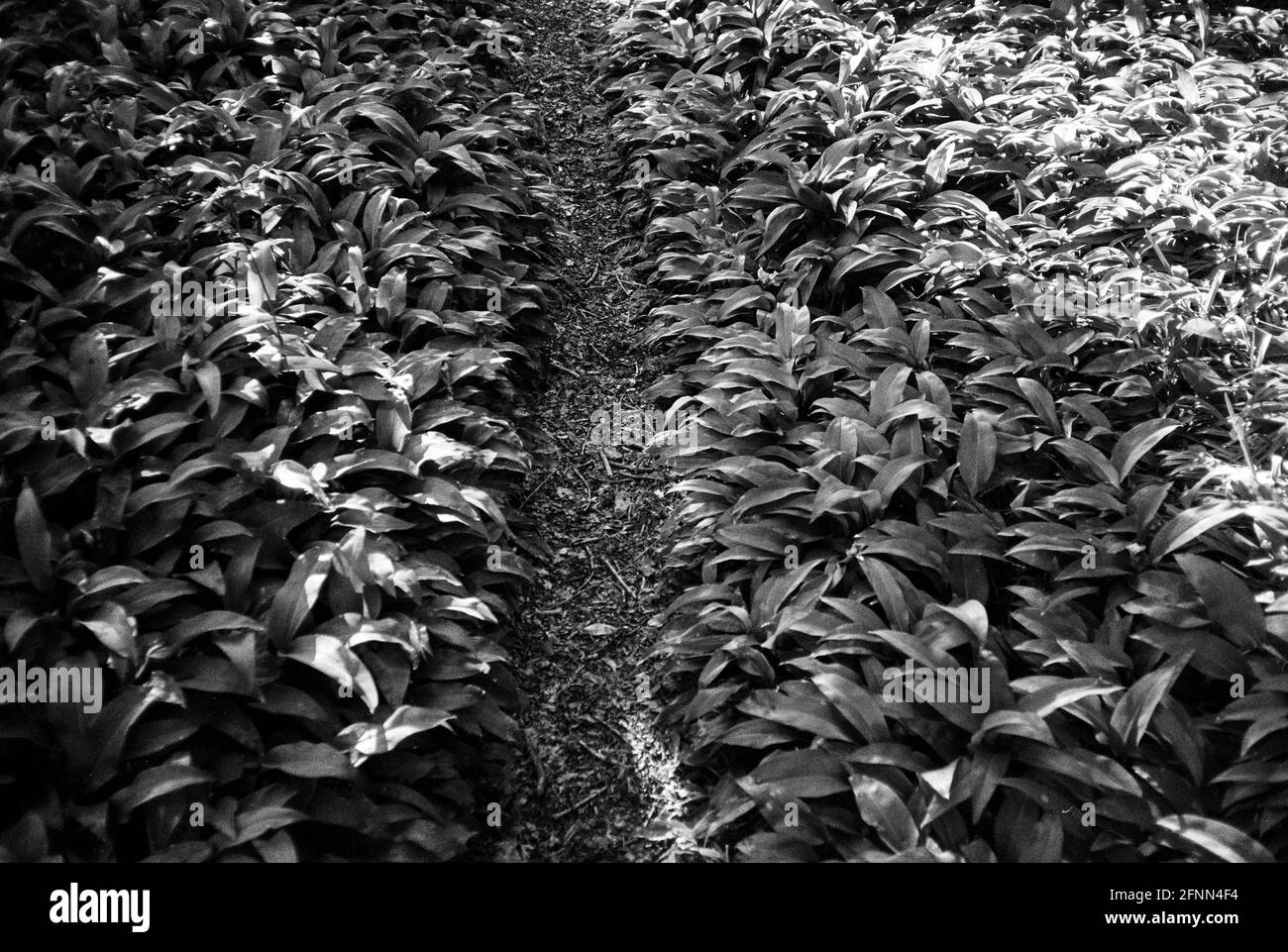 Bärlauch-Pflanzen, Medstead, Hampshire, England, Vereinigtes Königreich. Stockfoto