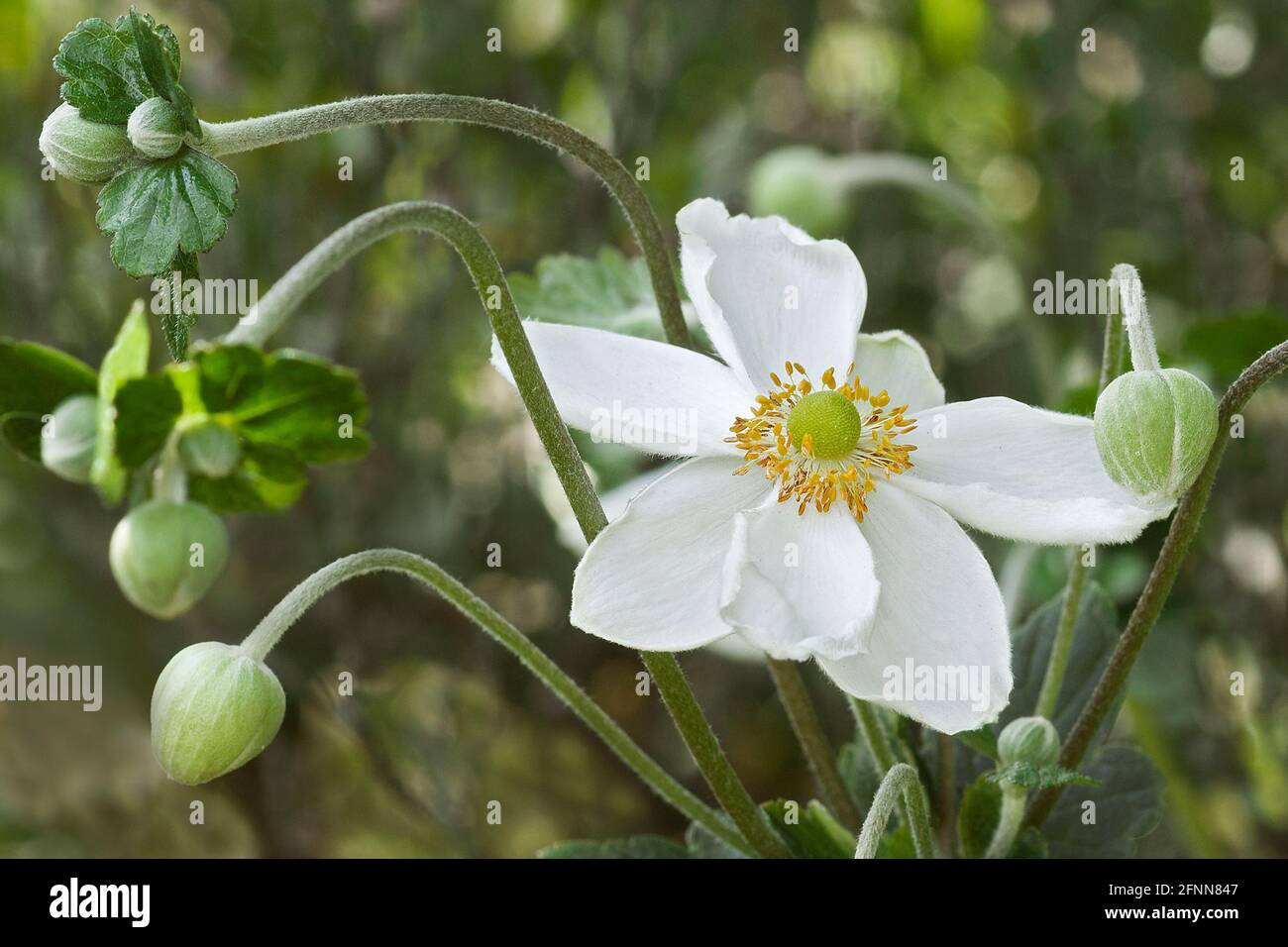Japanische Anemone (Eriocapitella hapehensis 'Honorine Jobert'). Auch japanische Windblume und japanische Thimbleblume genannt. Stockfoto