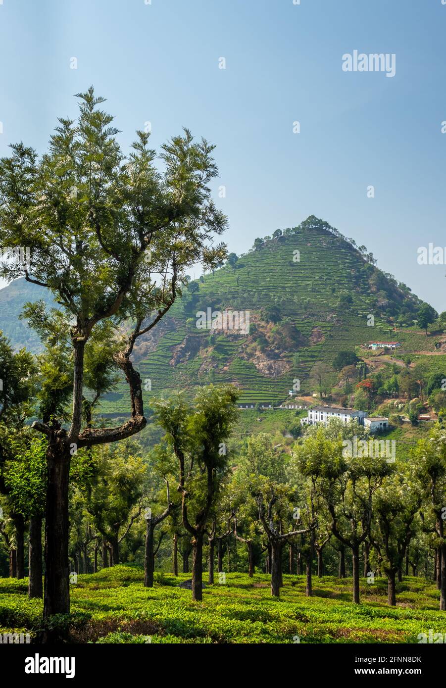 Wohnungen in den Ausläufern des westlichen Ghat mit T-Stück Garten Bild wird in Ooty Tamilnadu, die den Frieden und die Schönheit der Natur genommen. Stockfoto