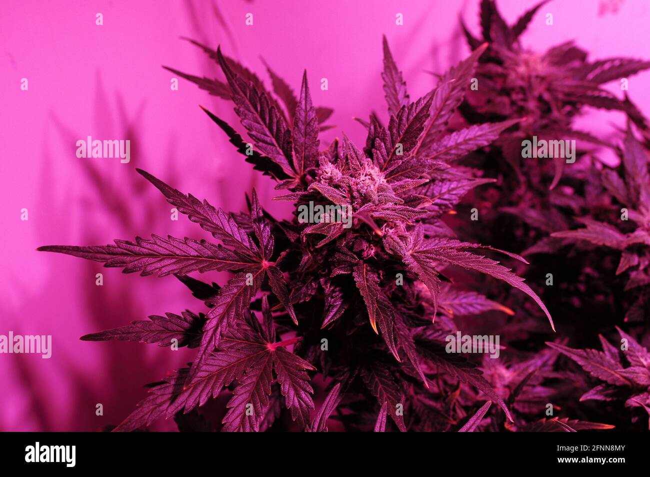 Nahaufnahme des Cannabisbusches in einer Growbox mit LED-Phyto-Lampe. Rosa Neon wachsen Licht. Kleinstanbau. Stockfoto