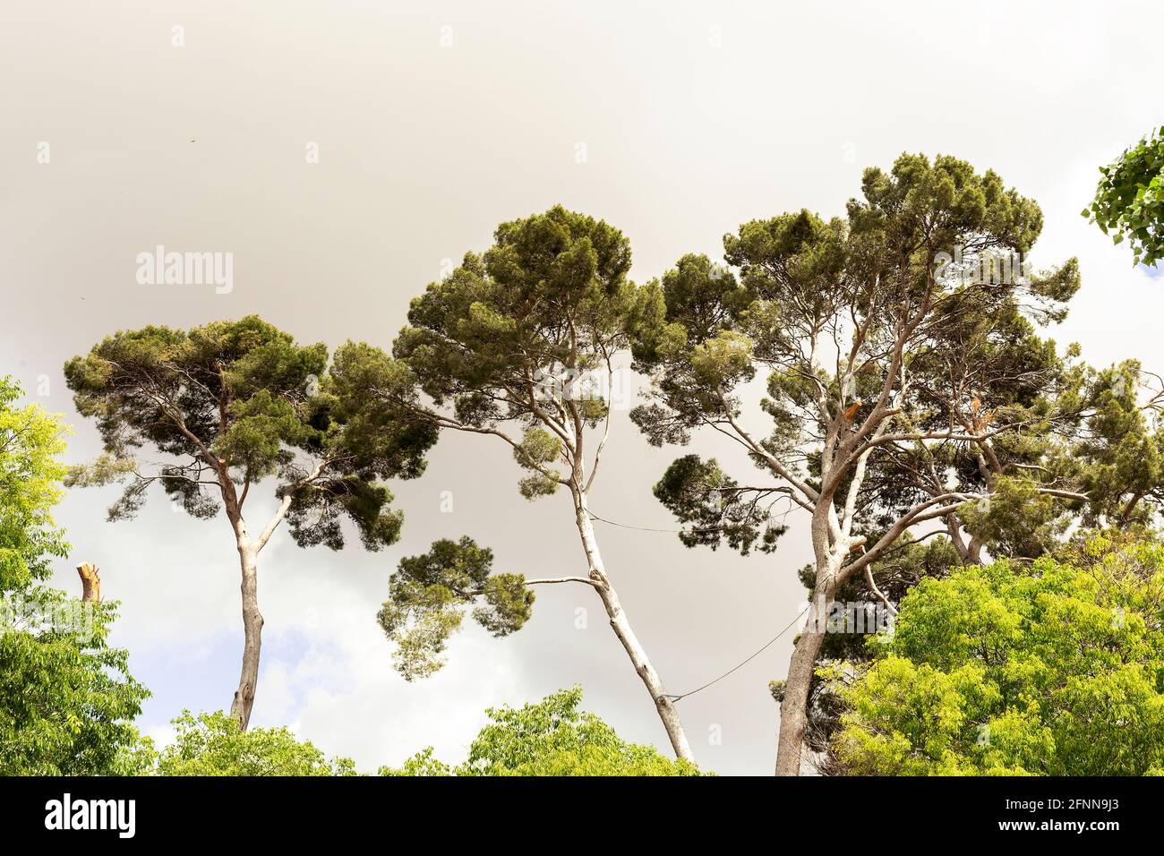 Landschaft von Kiefernspitzen auf bewölkten Himmel Stockfoto