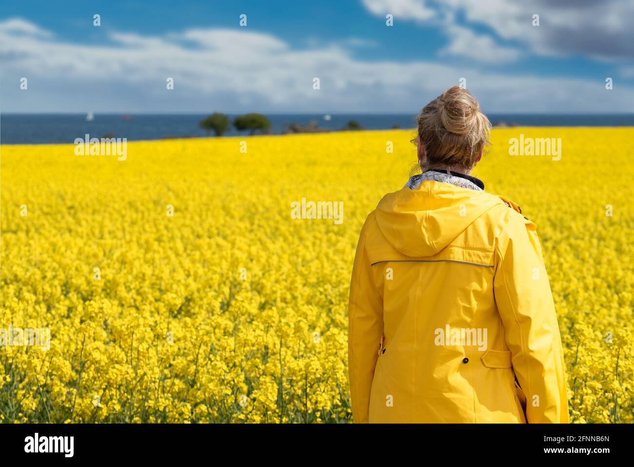 Rückansicht einer Frau im gelben Regenmantel gegen das Rapsfeld Und Meer an sonnigen Tagen Stockfoto