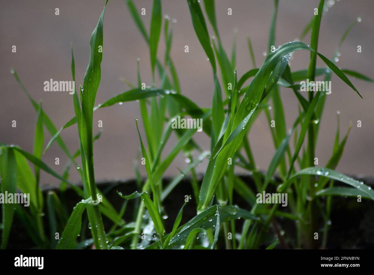 tau-auf-grashalme-fotos-und-bildmaterial-in-hoher-aufl-sung-alamy