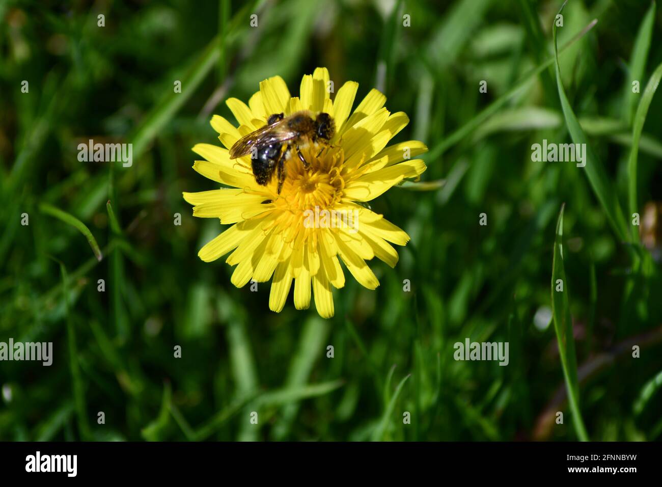 Frühlingsbiene auf einer gelben Dandelionenblume Stockfoto