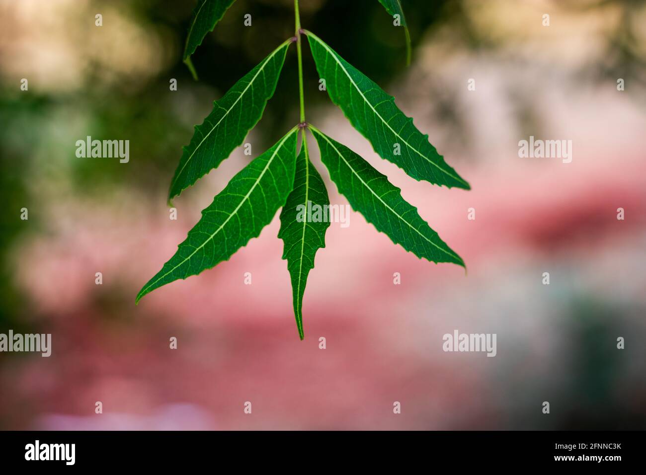 Blatt von Neem-Baum oder Azadirachta indica mit verwischtem Hintergrund Stockfoto