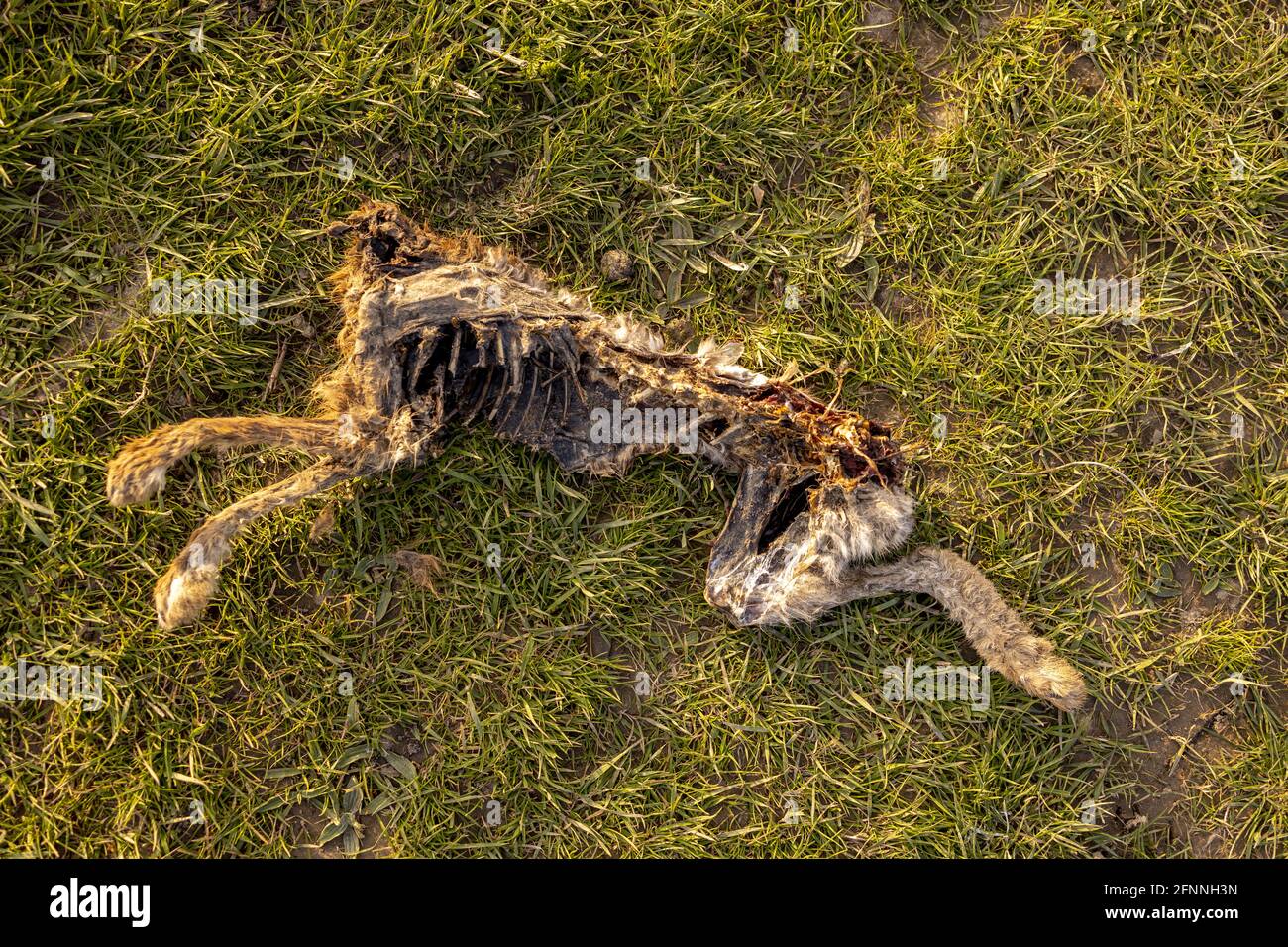 Hochwasser-Opfer mit Tierleiche, die auf dem Feld verfällt Stockfoto