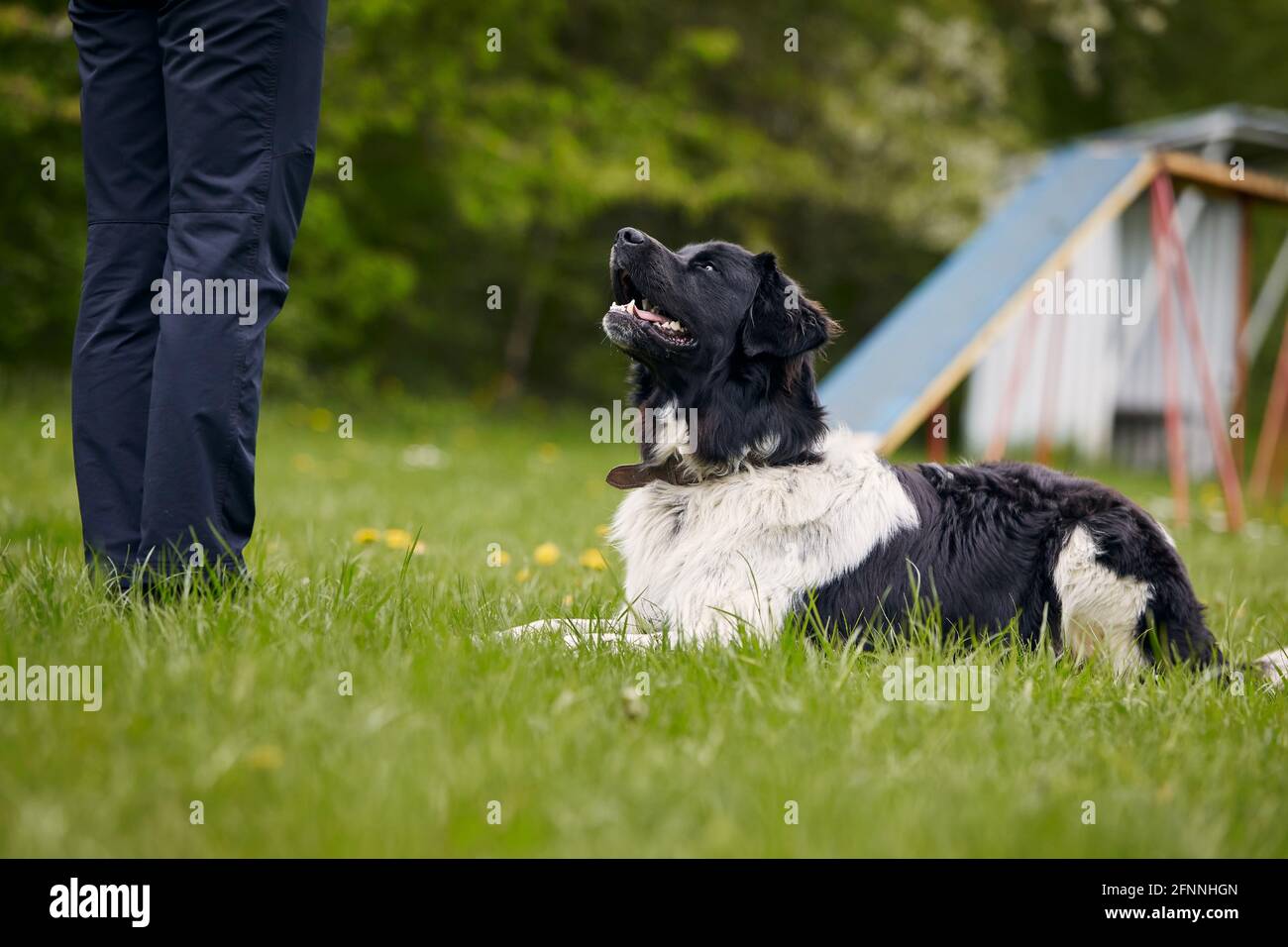 Tschechischer Berghund, der sich während des Trainings hinlegt und aufschaut. Tierbesitzer lernen Gehorsam auf der Wiese. Stockfoto